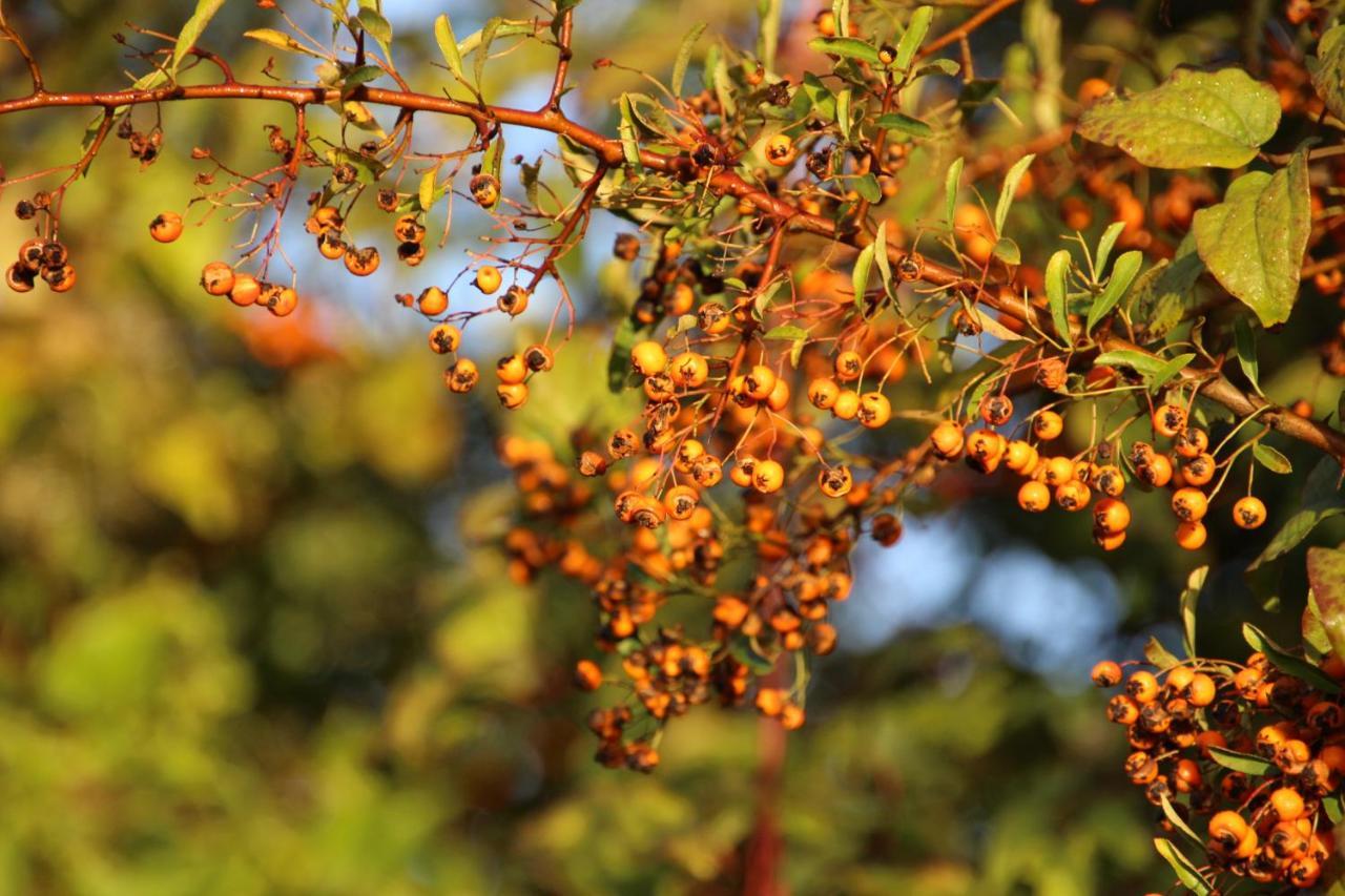 Naturia שימיי מראה חיצוני תמונה