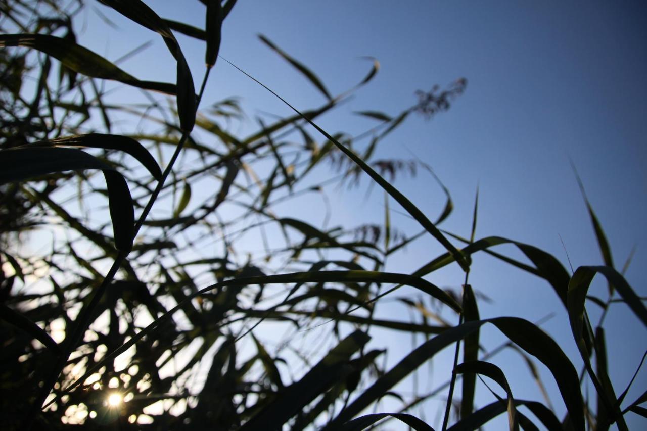Naturia שימיי מראה חיצוני תמונה